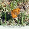 argynnis niobe talysh male 1